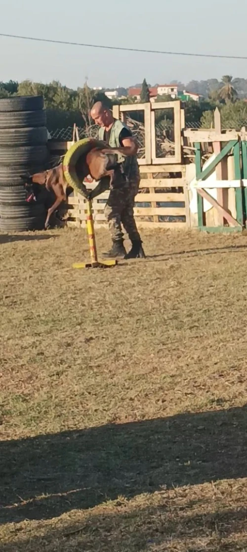 Centre de Dressage et éducation chiens 