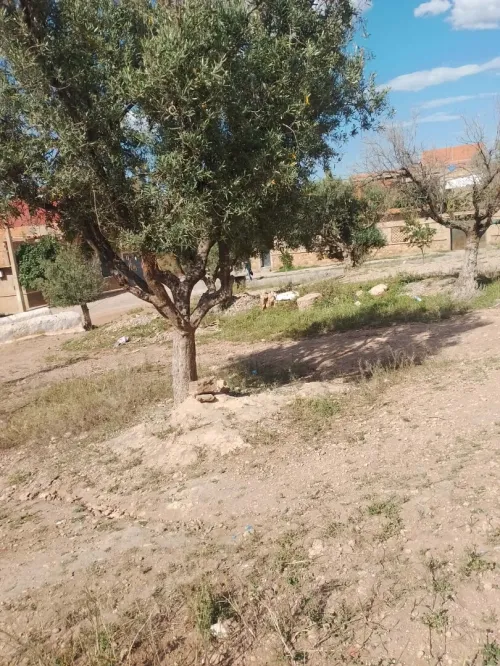 Vente Terrain Aïn Témouchent Oued sabah