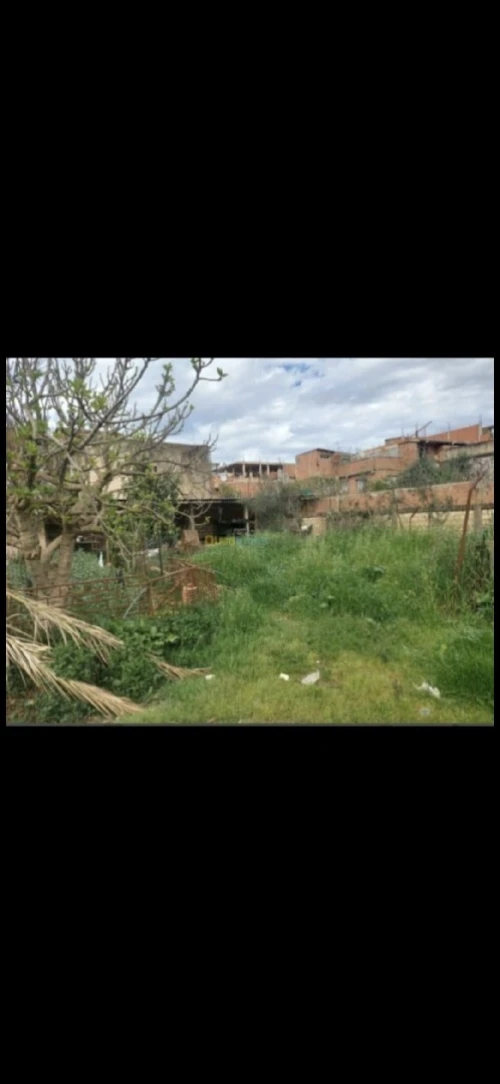 Vente Terrain Alger Les eucalyptus