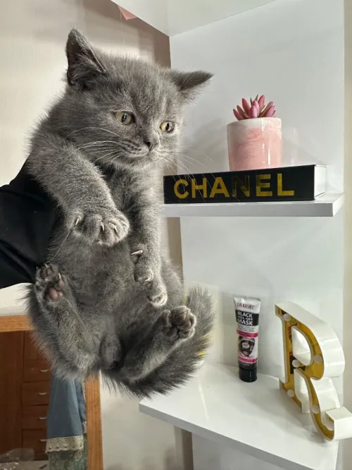 Scottish fold british short hair 