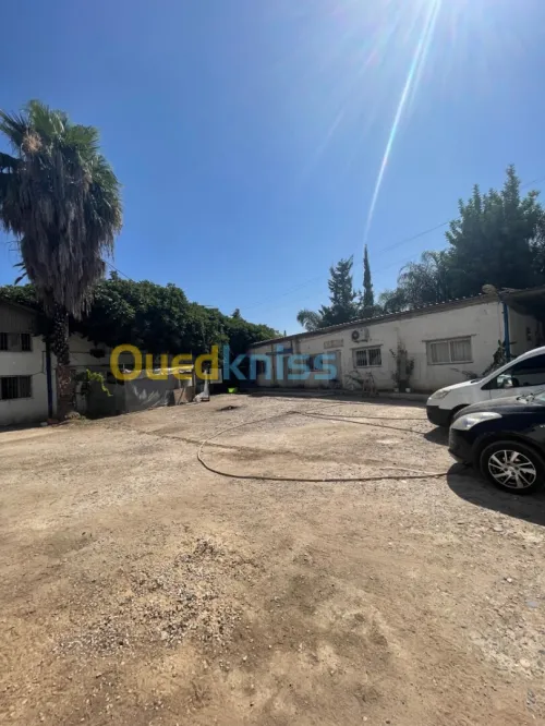 Vente Hangar Alger Baraki