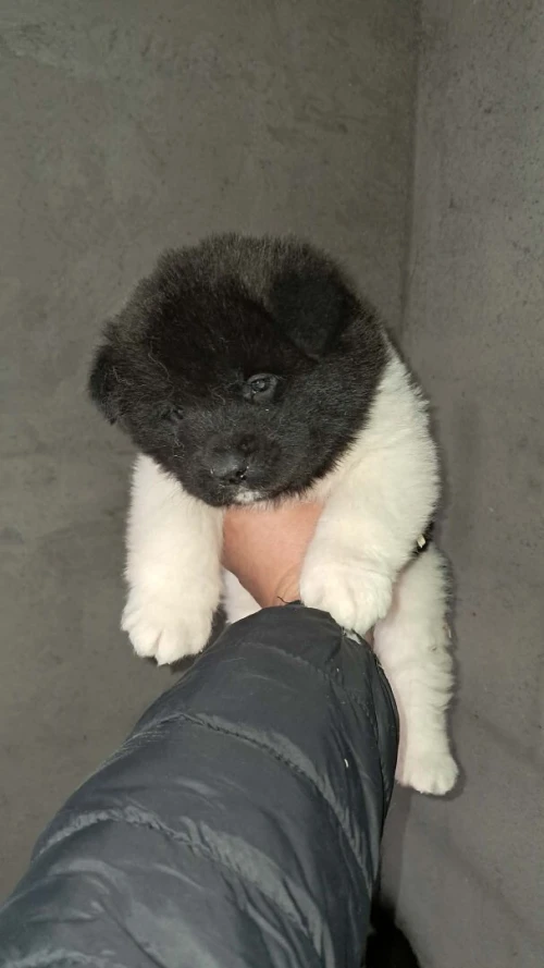 Akita américain