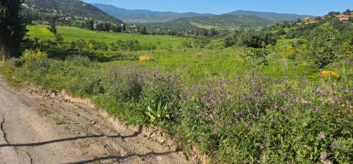 Vente Terrain Bouira Djebahia