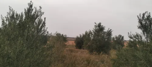 Vente Terrain Agricole Saïda Youb