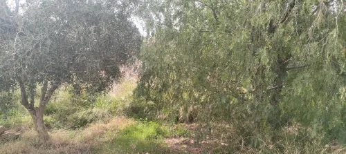 Vente Terrain Agricole Saïda Youb