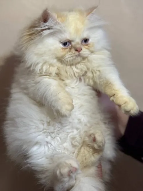 Chat persan half peke face