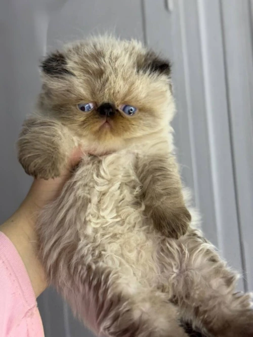 Persan peke face chocolat point