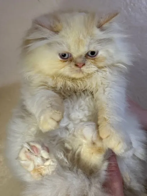 Chat persan half peke face