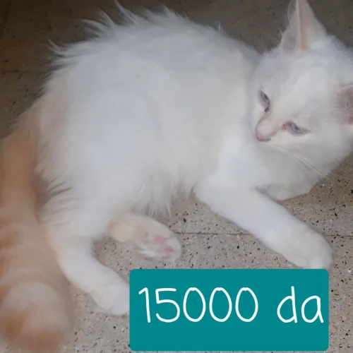 قطط صغيرة