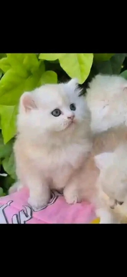 Chat persan pure race