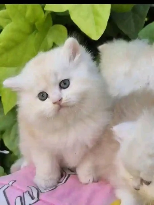 Chat persan pure race