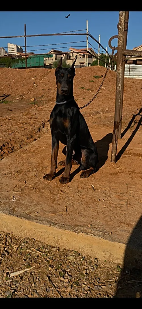 Doberman