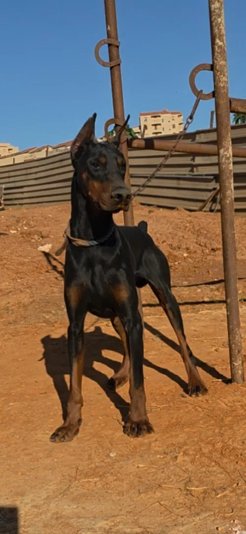 Doberman