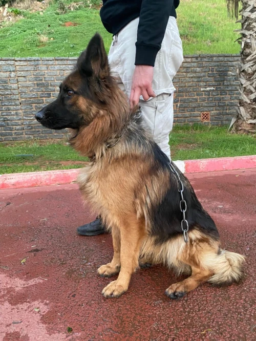 Berger Allemand femelle