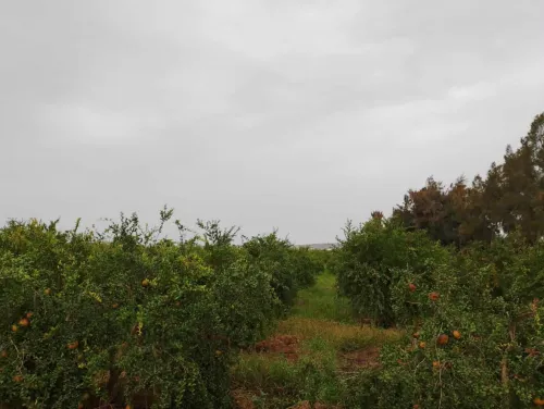 Vente Terrain Agricole Mostaganem El hassiane