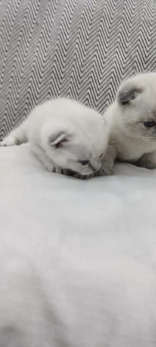قطط سكوتيش فواد بلو بوينت chats Scottish fold blue point