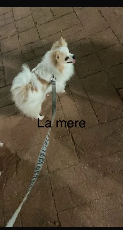 Spitz nain allemand