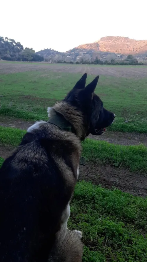 Akita américain