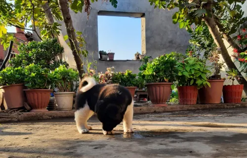 Chios top et rare en Algérie