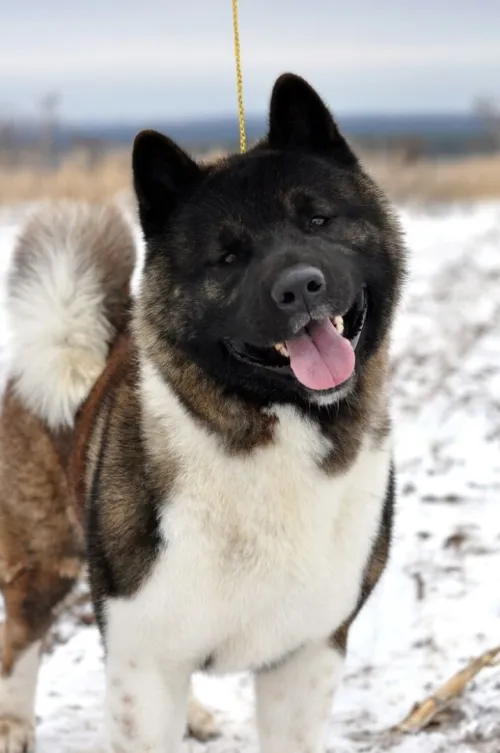 Akita américain