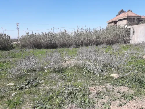 Vente Terrain Alger Tessala el merdja