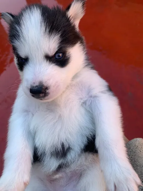 Husky