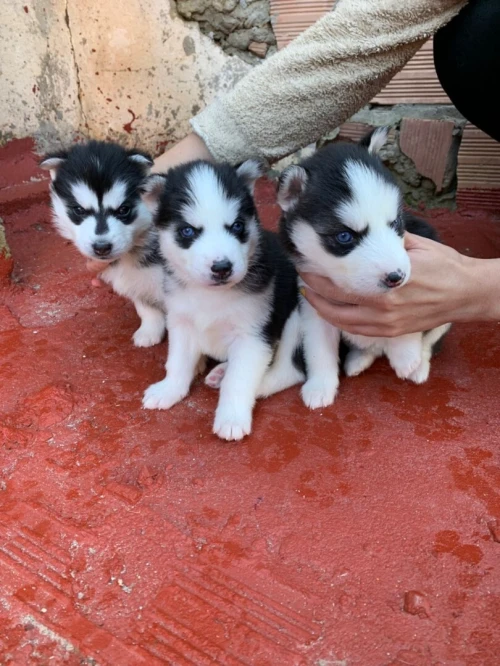 Husky