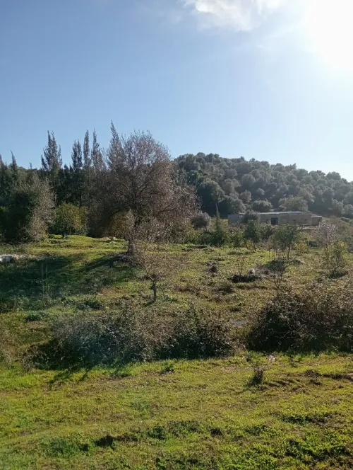 Vente Terrain Agricole Skikda Ain kechra