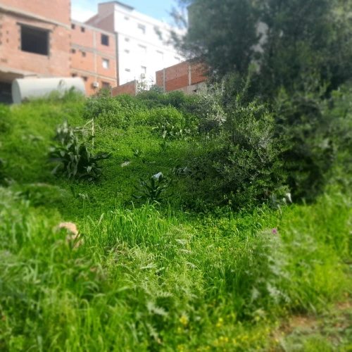 Vente Terrain Tizi Ouzou Draa el mizan