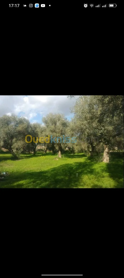 Arbre olivier 