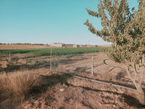 Vente Terrain Agricole Djelfa Djelfa