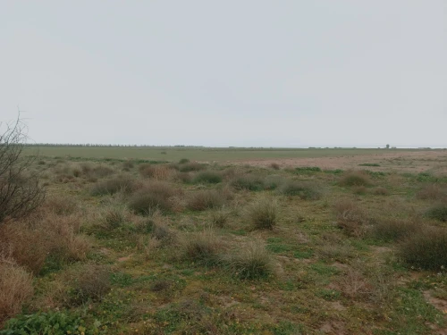 Vente Terrain Agricole Djelfa Ain oussara
