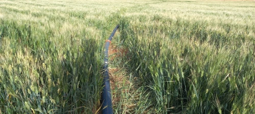 Vente Terrain Agricole Djelfa Djelfa