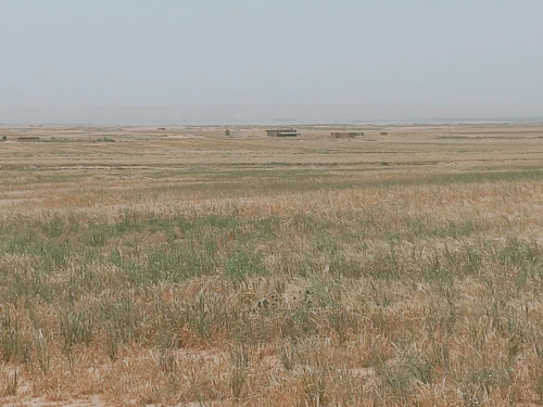 Vente Terrain Agricole Djelfa Djelfa