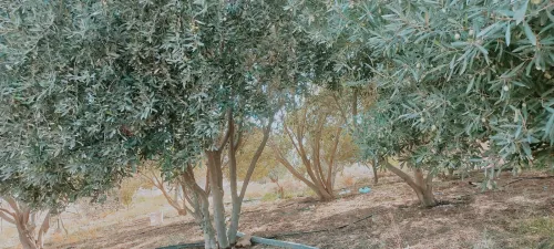 Vente Terrain Agricole Djelfa Zaafrane