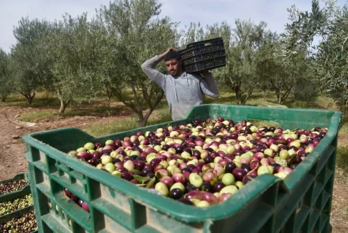 Vente Terrain Agricole Djelfa Djelfa