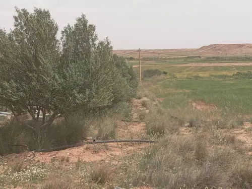 Vente Terrain Agricole Djelfa Djelfa