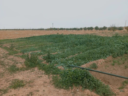 Vente Terrain Agricole Djelfa Djelfa