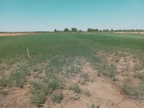 Vente Terrain Agricole Djelfa Charef