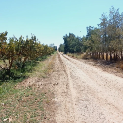 Vente Terrain Agricole Djelfa Benhar