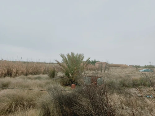 Vente Terrain Agricole Djelfa Ain oussara