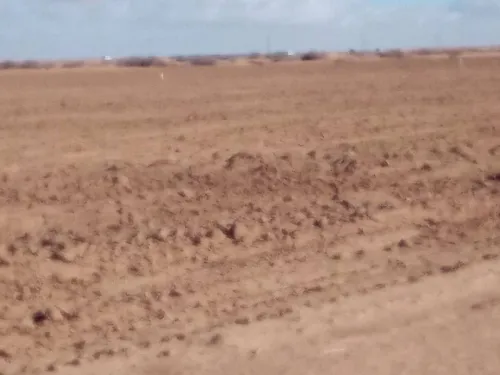 Vente Terrain Agricole Djelfa Ain oussara