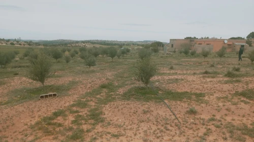 Vente Terrain Agricole Djelfa Djelfa