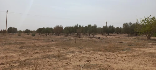 Vente Terrain Agricole Djelfa Ain oussara