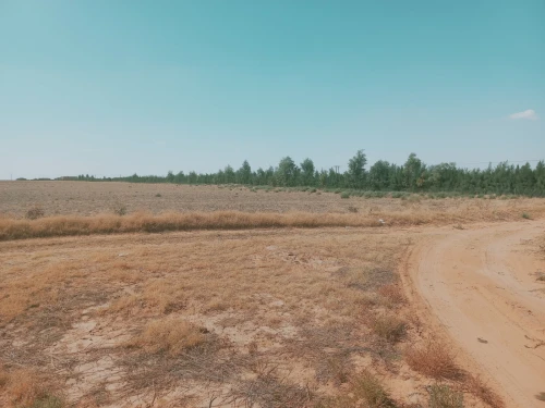 Vente Terrain Agricole Djelfa Birine