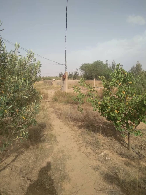Vente Terrain Agricole Djelfa Charef