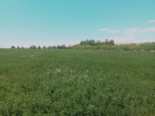 Vente Terrain Agricole Djelfa Djelfa