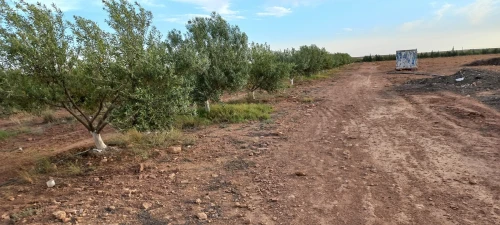 Vente Terrain Agricole Djelfa Bouira lahdab
