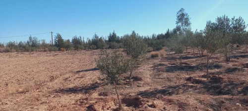 Vente Terrain Agricole Djelfa Djelfa