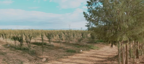 Vente Terrain Agricole Djelfa Had sahary